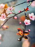 Cherry Blossom notesbog