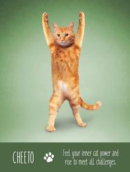 Yoga Cats kort