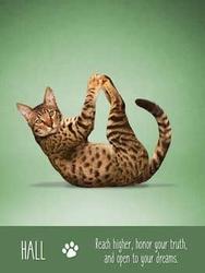 Yoga Cats kort